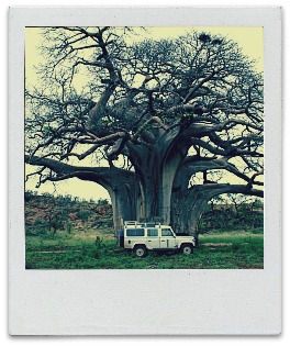 Another of our Land Rover Defender in front of a giant, and ancient, Baobab [Adansonia digitata] tree in the Mapungubwe National Park in South Africa