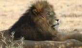Lion and Safari Park, Johannesburg